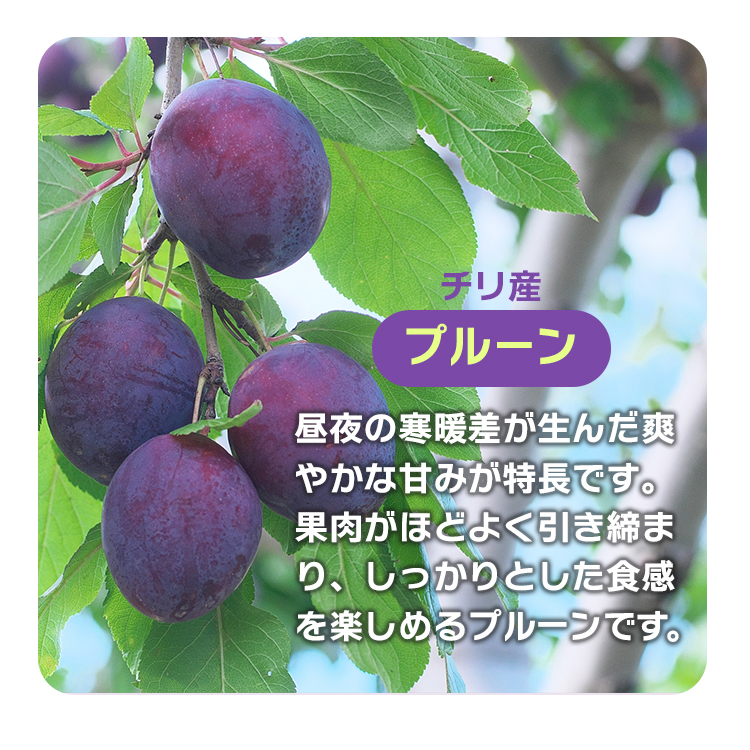 プルーン ドライフルーツ 訳あり 不揃い