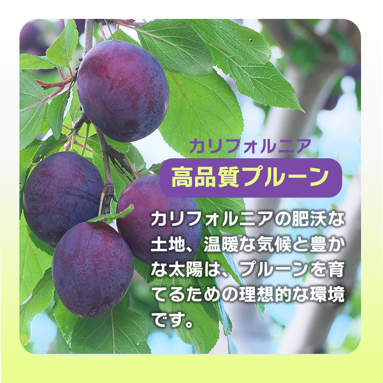 保存料無添加 砂糖不使用 オイル不使用 業務用 カリフォルニア 高品質 ドライプルーン