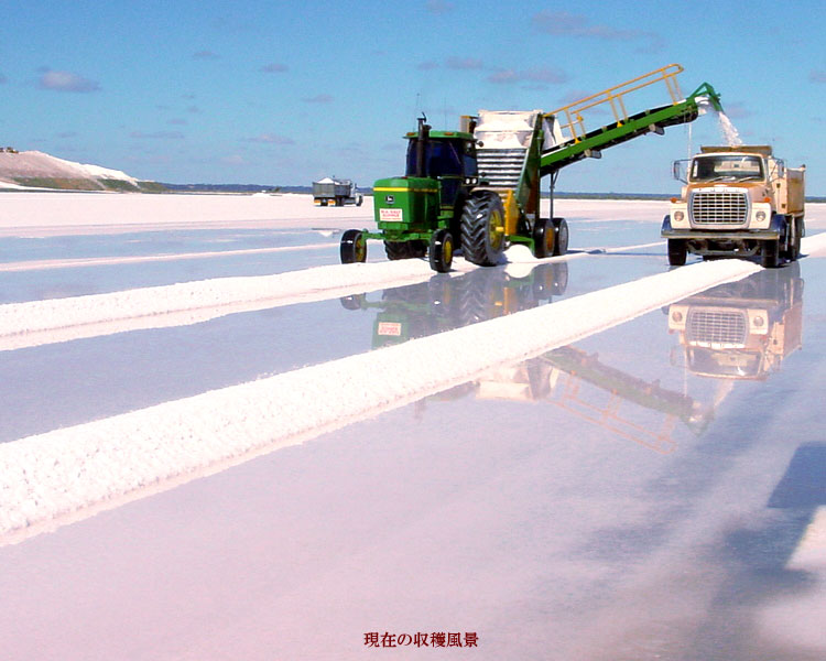 オーストラリア 湖塩 自然結晶塩 ミネラル ソルト 塩 調味料